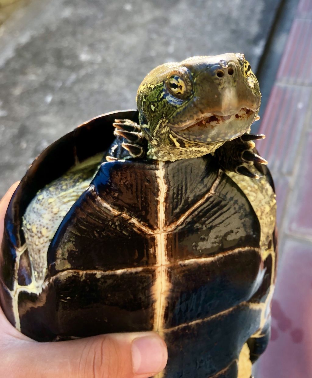 ナイルビチャーspオニーゴ産 飼育日記 新オオアタマクサガメ
