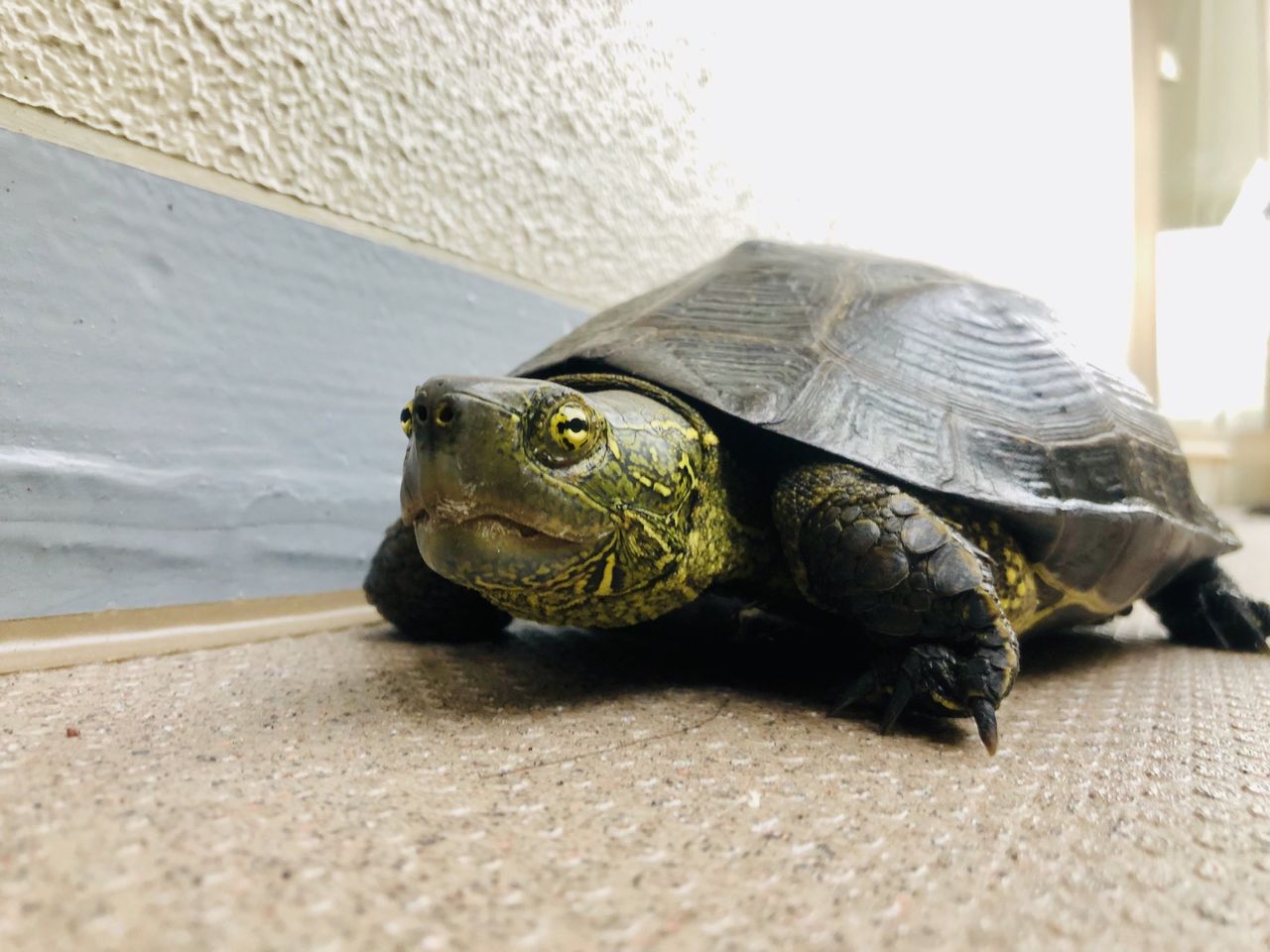 アザンティック 色変個体 オオアタマクサガメ有精卵2つセット大頭臭亀 草亀 琵琶湖産 Www Muevetec Mx アザンティック 色変個体 オオアタマクサガメ有精卵2つセット大頭臭亀 草亀 琵琶湖産 Www Muevetec Mx