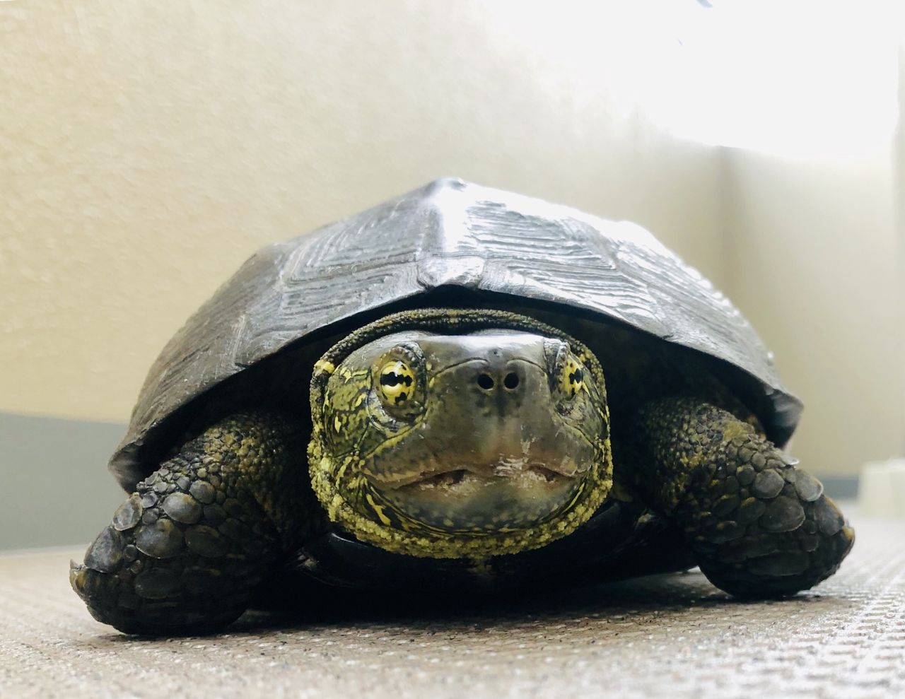 アザンティック 色変個体 オオアタマクサガメ有精卵2つセット大頭臭亀 草亀 琵琶湖産 Www Muevetec Mx アザンティック 色変個体 オオアタマクサガメ有精卵2つセット大頭臭亀 草亀 琵琶湖産 Www Muevetec Mx