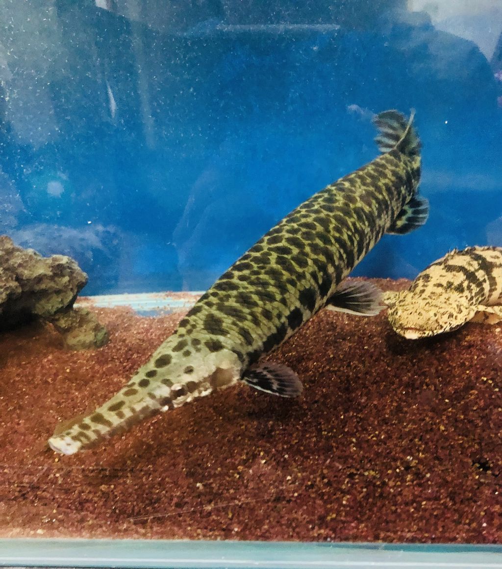 ナイルビチャーspオニーゴ産 飼育日記 古代魚 ナイルビチャーspオニーゴ産 飼育日記 古代魚
