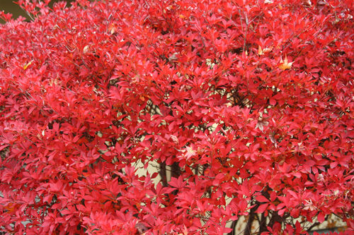 2010���ʤɤ������