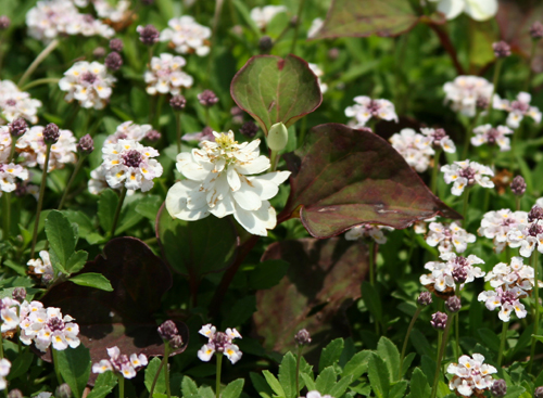 �ɤ�����Ȭ��