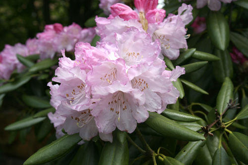 2011514���㥯�ʥ�2