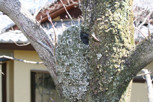 小鳥の巣01