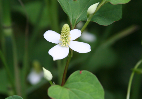 �ɤ����߰��