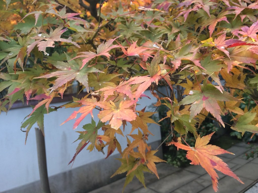 2016-11-29-15-24-24