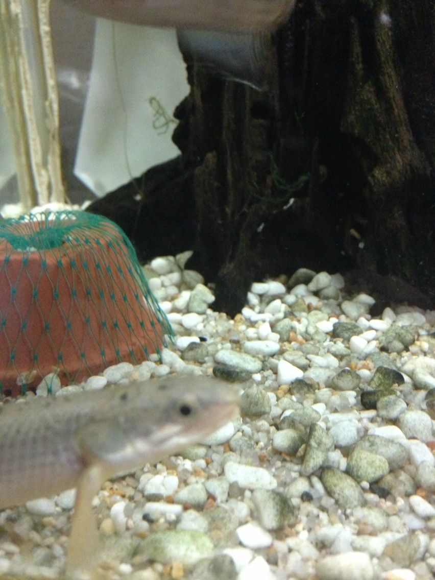 ポリプテルスセネガルス ポリプテルスセネガルスの飼育記録とその他日常 ポリプテルスセネガルス ポリプテルスセネガルスの飼育記録とその他日常