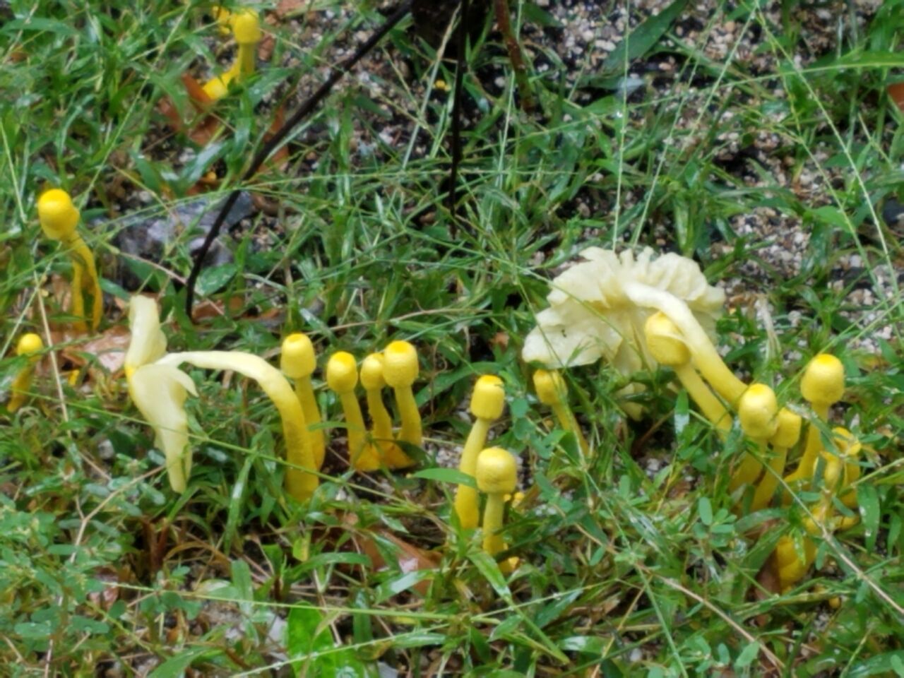 こんなキノコが Postlude