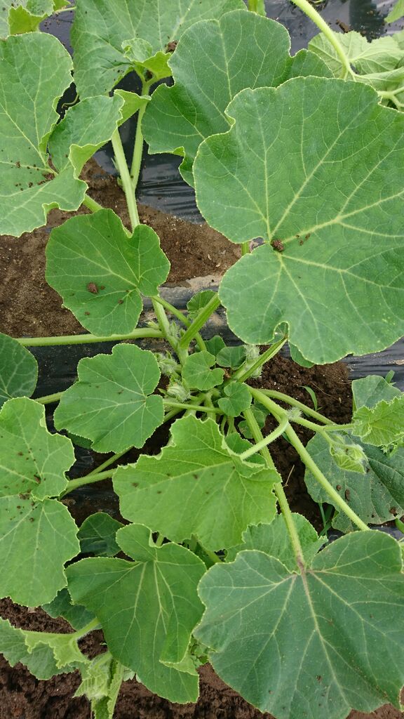 かぼちゃ栽培のコツ かぼちゃ2本だし ポタジェ屋さんの栽培日記