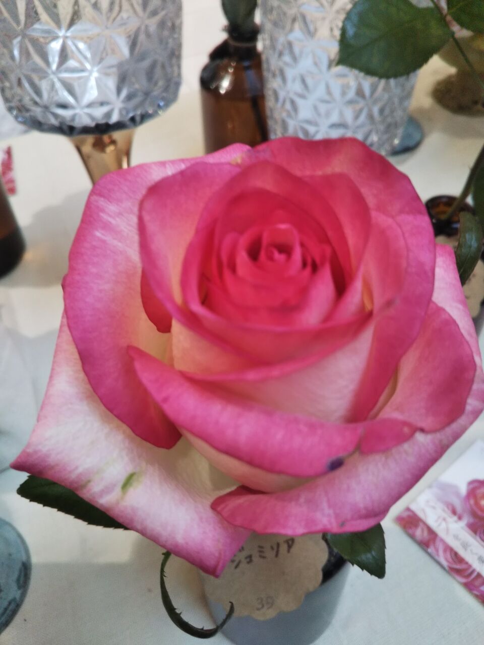 ジュミリア まきちゃんちの庭