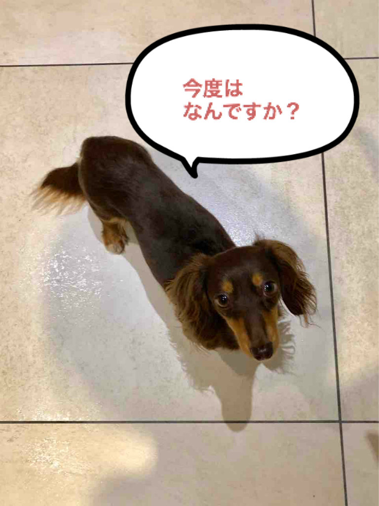 Potato S Family In Switzerland ミニーさんの痛み止め 今後は