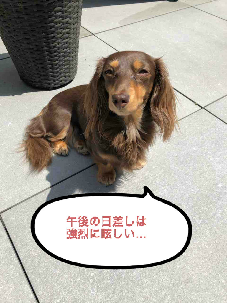 Potato S Family In Switzerland 同犬種でも 色の違いは大きな違い
