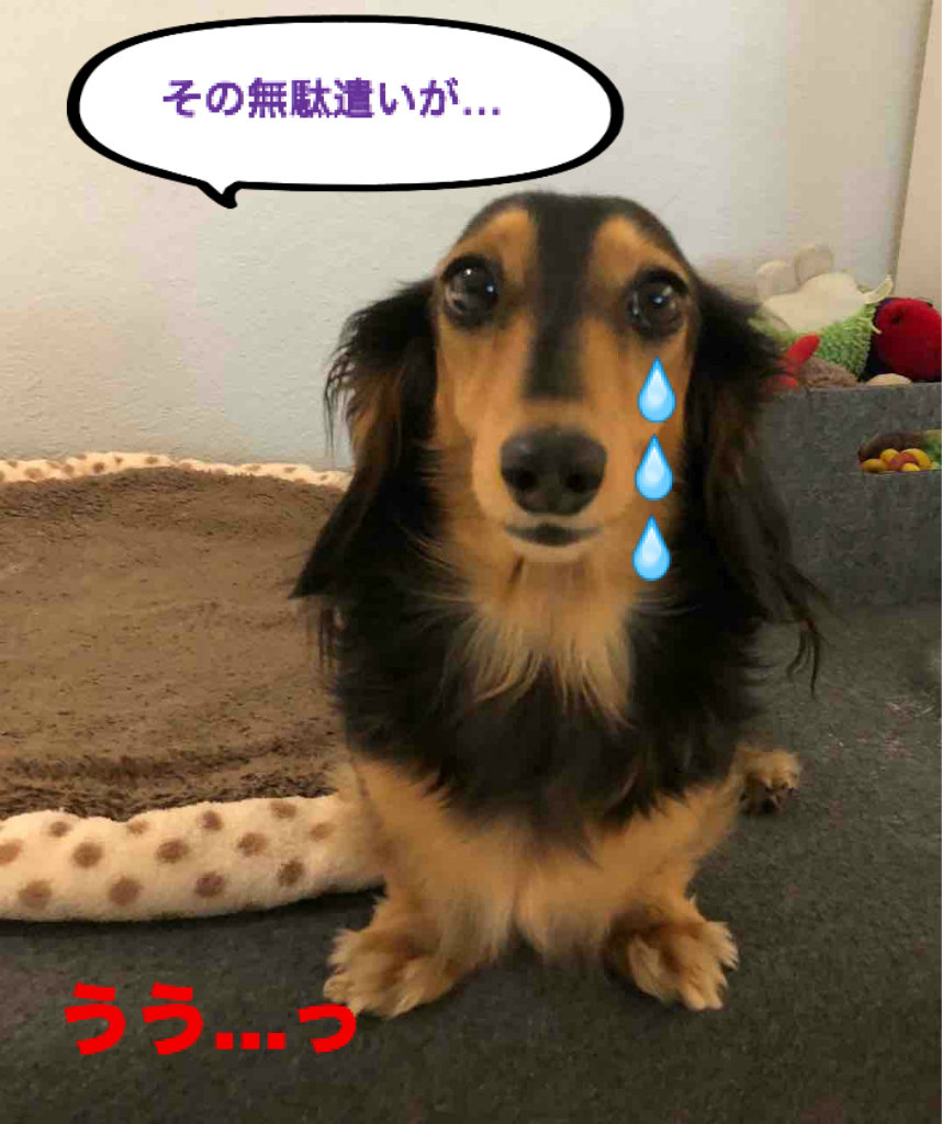 Potato S Family In Switzerland 中国民族舞踊にスイス人は釘付け