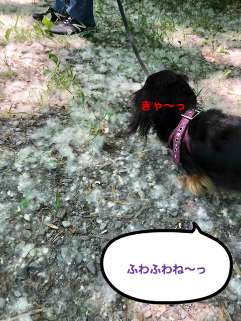 BlogPaint
