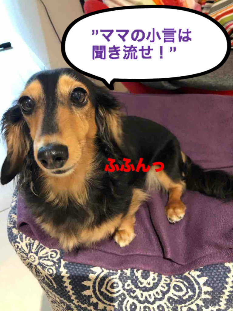 最高のマインクラフト 無料ダウンロードペット 面白い名前 最高のマインクラフト 無料ダウンロードペット 面白い名前