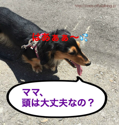BlogPaint