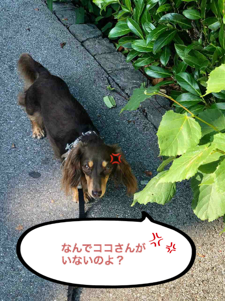 Potato S Family In Switzerland 散歩