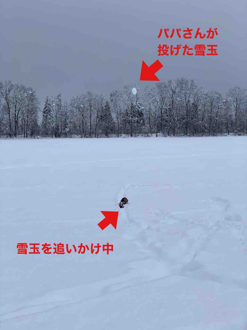 Potato S Family In Switzerland まだまだ続く ご近所サバイバル3日目 Potato S Family In Switzerland まだまだ続く ご近所サバイバル3日目