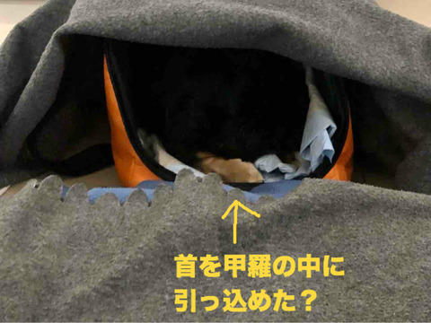 BlogPaint