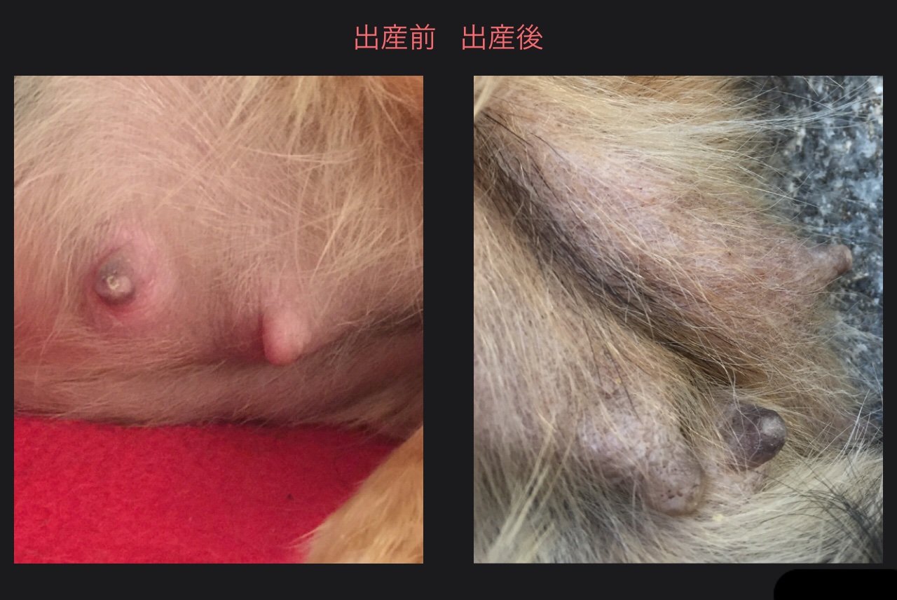 Potato S Family In Switzerland 出産後2週間 乳腺炎 Potato S Family In Switzerland 出産後2週間 乳腺炎