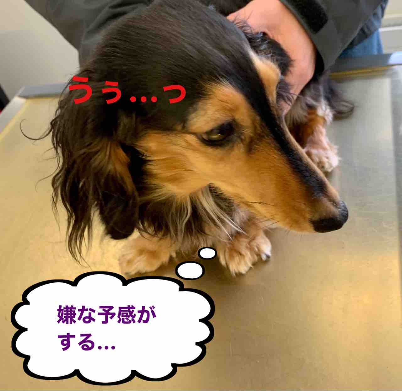 Potato S Family In Switzerland 新年早々 ココさん拷問をうける