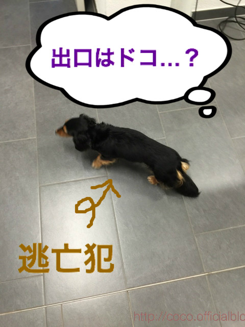 BlogPaint