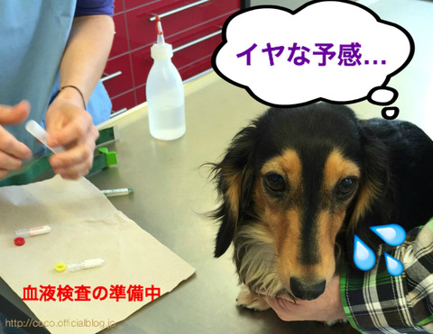 BlogPaint