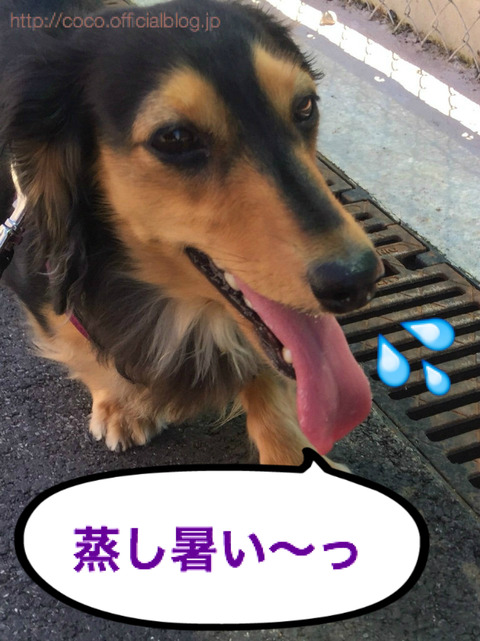 BlogPaint