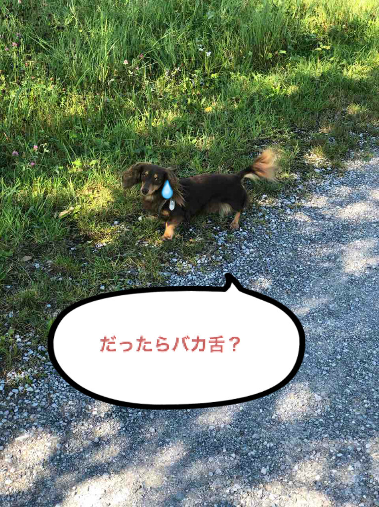 Potato S Family In Switzerland 激辛料理で現実逃避 Potato S Family In Switzerland 激辛料理で現実逃避
