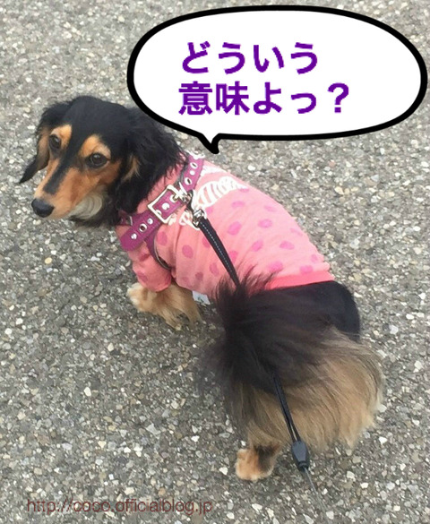 BlogPaint