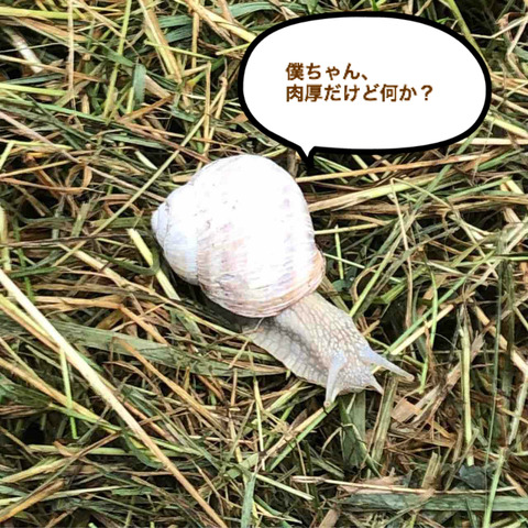 BlogPaint