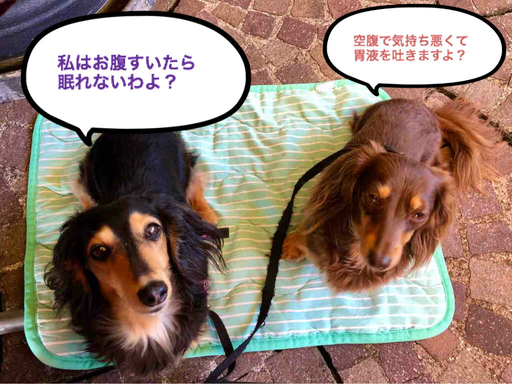 Potato S Family In Switzerland ダイエットで睡眠の質が良くなる Potato S Family In Switzerland ダイエットで睡眠の質が良くなる