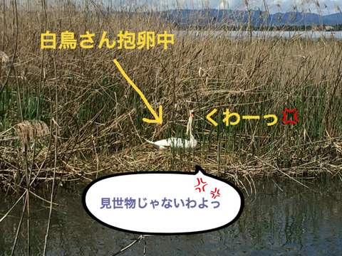 BlogPaint