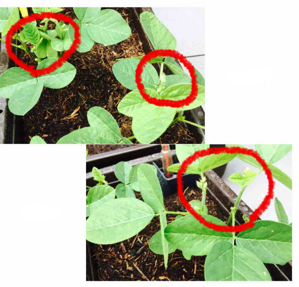 Potato S Family In Switzerland 断根してない 枝豆に花が咲いたけど Potato S Family In Switzerland 断根してない 枝豆に花が咲いたけど