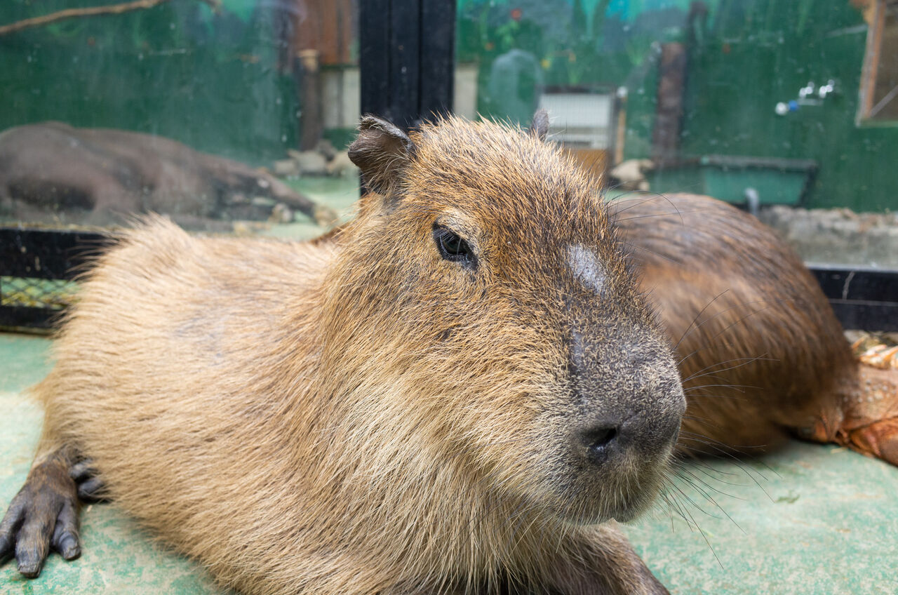 動物とピザと温泉と焼き肉 6 28 山に野に川に呑みに 動物とピザと温泉と焼き肉 6 28 山に野に川に呑みに