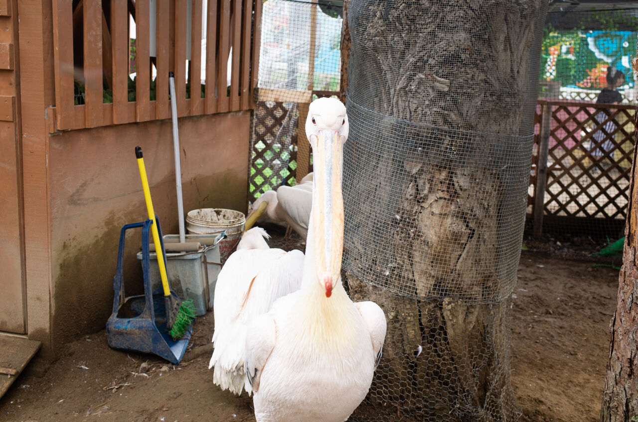 動物とピザと温泉と焼き肉 6 28 山に野に川に呑みに