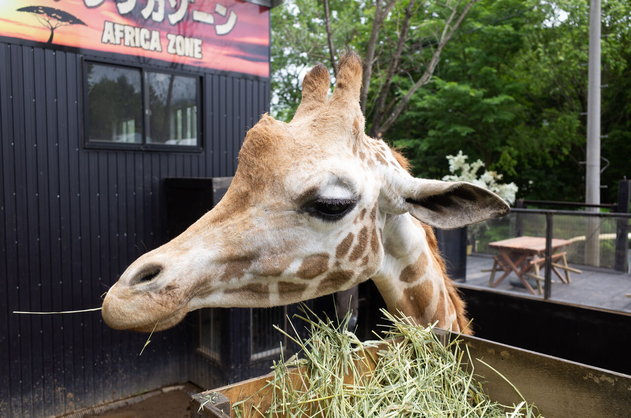 動物とピザと温泉と焼き肉 6 28 山に野に川に呑みに 動物とピザと温泉と焼き肉 6 28 山に野に川に呑みに
