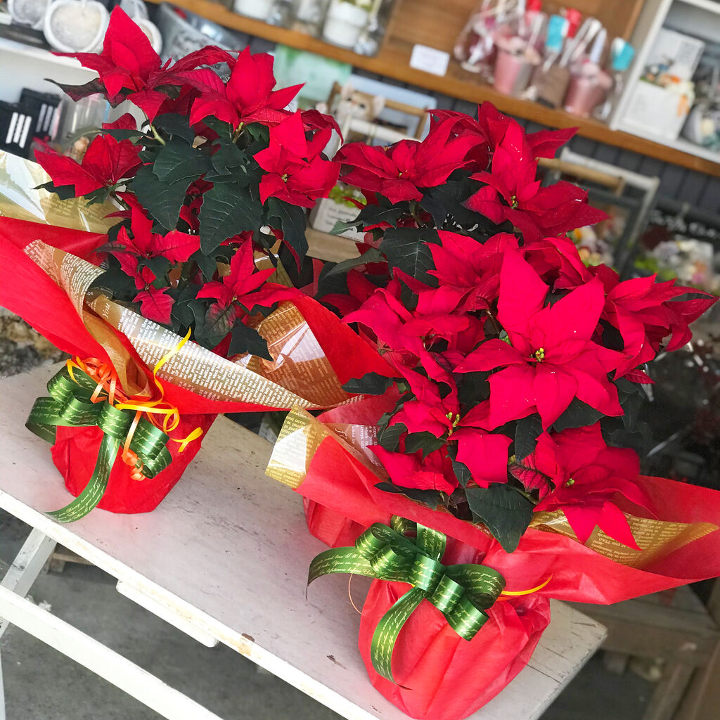 ポインセチア Boxフラワー 花束 アレンジ プリザーブドフラワー わくわくサプライズ花ギフト専門店 花工房ぎんのもり