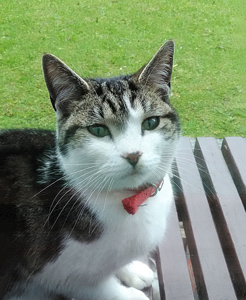 cat2a