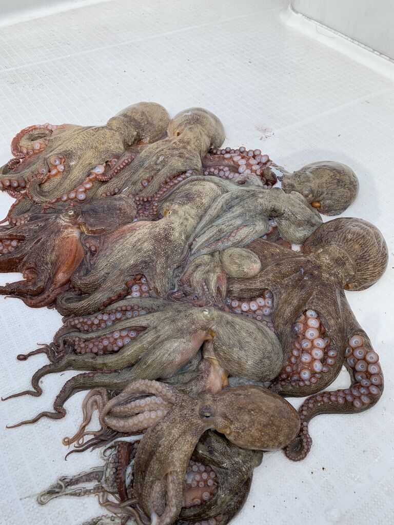 開業1発目のタコ シーバス便 Potential