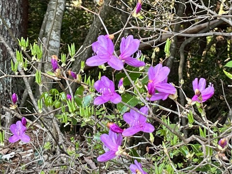 コバノミツバツツジ