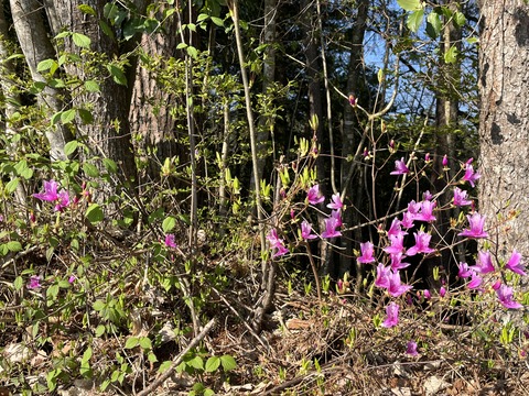 コバノミツバツツジ