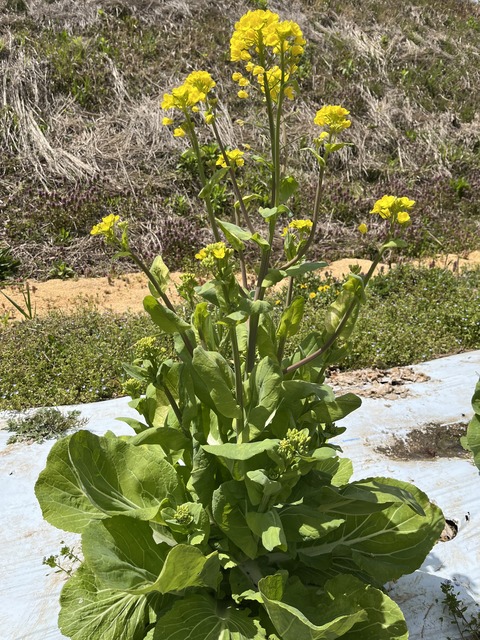 とう立ちした白菜