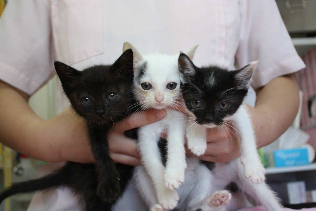 仔猫 里親募集 (福島県伊達市) 里親さん決まりました : 福島犬猫里親 