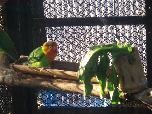 動物園のボタンインコ 戸越主婦のサンベル日記 動物園のボタンインコ 戸越主婦のサンベル日記