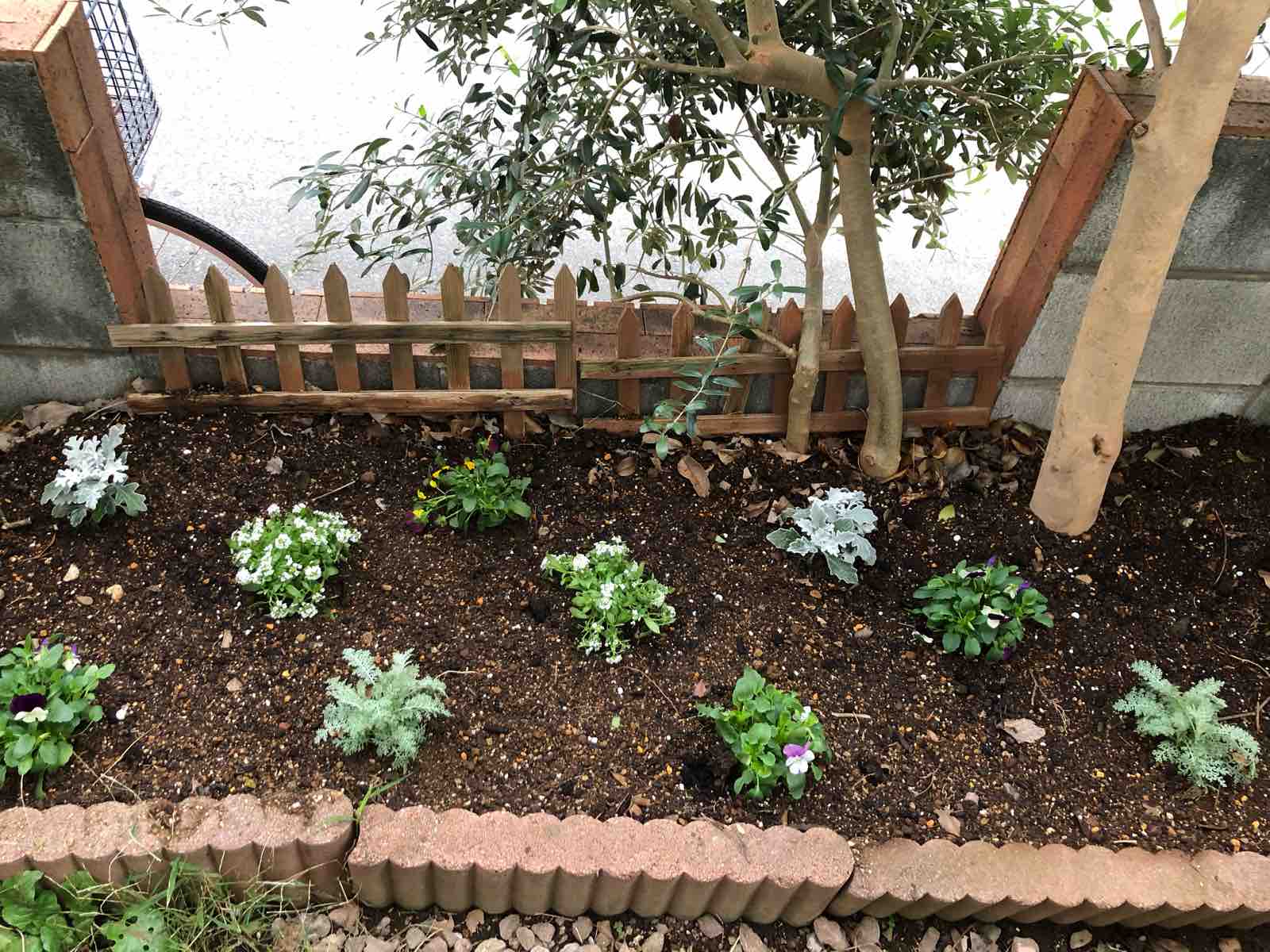 花壇の植え替えや水耕栽培キットなど Honeydropのちょっとした日々 Powered By ライブドアブログ