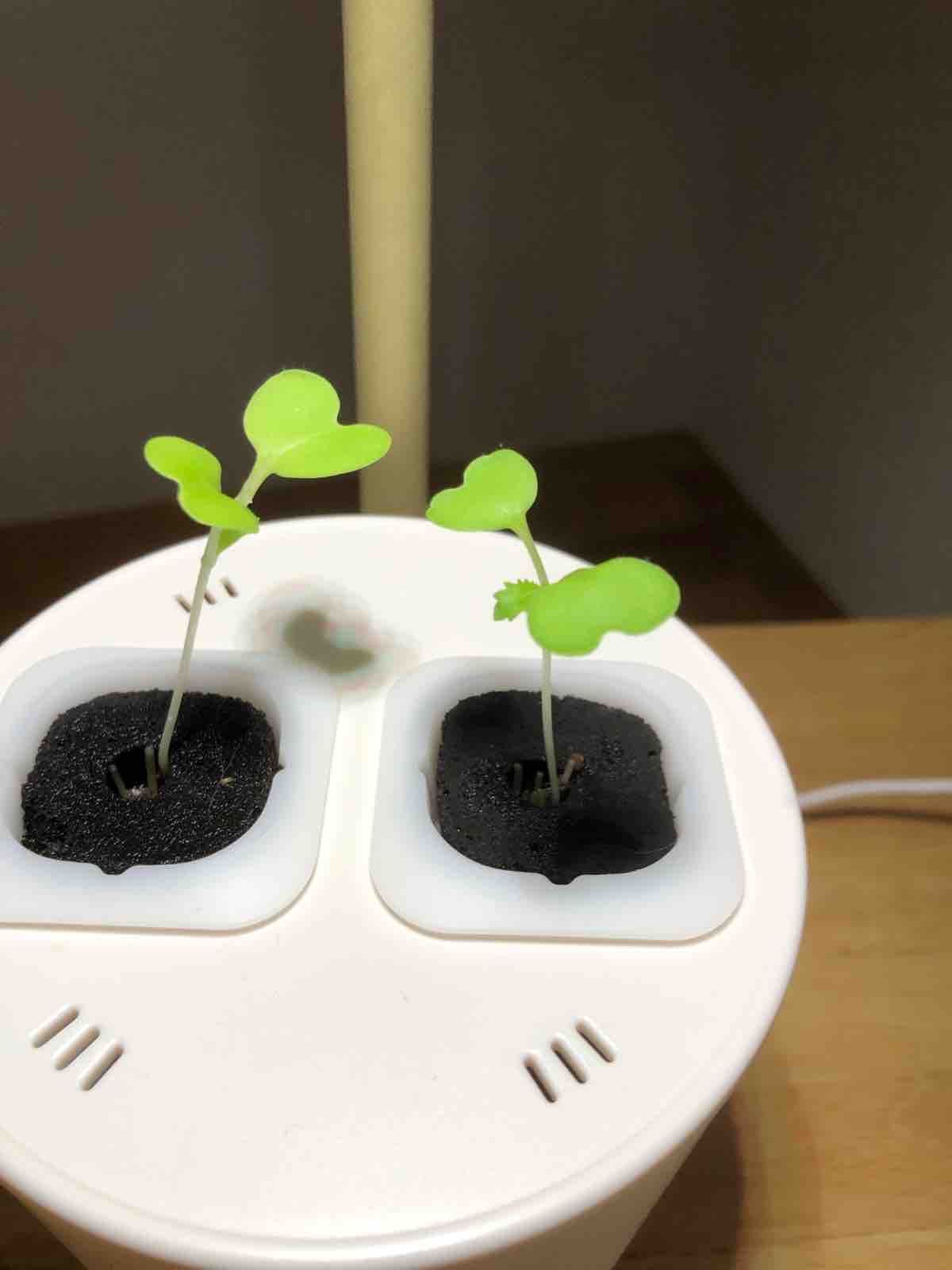 Bruno水耕栽培キットのその後 Honeydropのちょっとした日々 Powered By ライブドアブログ Bruno水耕栽培キットのその後 Honeydropのちょっとした日々 Powered By ライブドアブログ