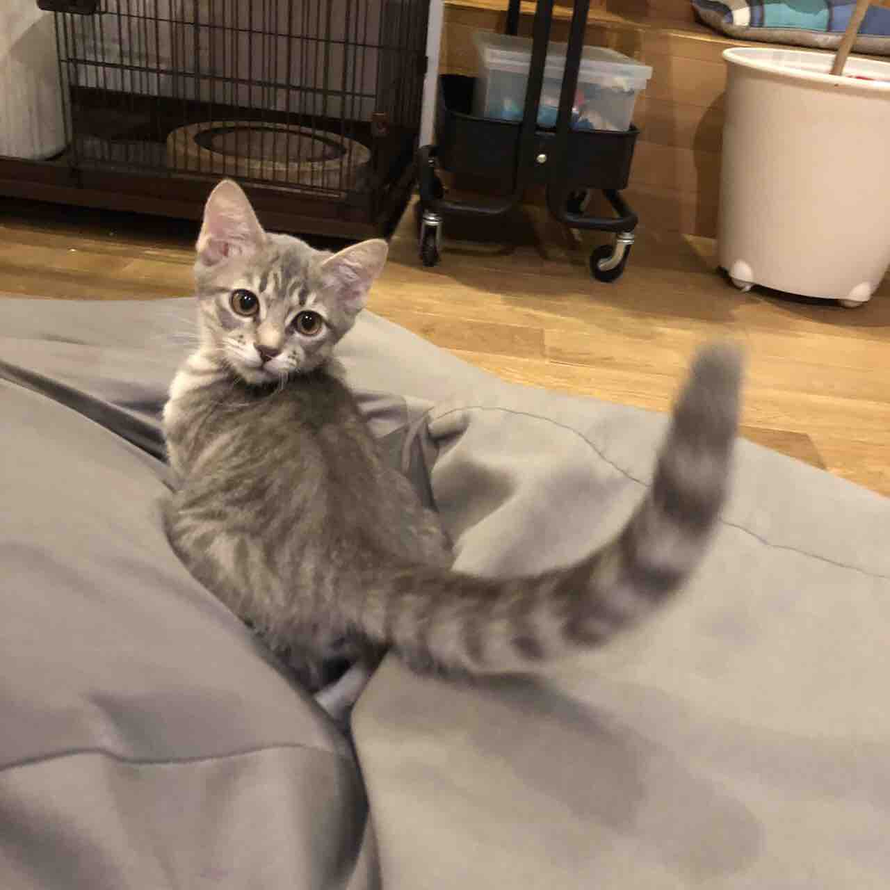 子猫の名前が決まりました Honeydropのちょっとした日々 Powered By ライブドアブログ 子猫の名前が決まりました Honeydropのちょっとした日々 Powered By ライブドアブログ