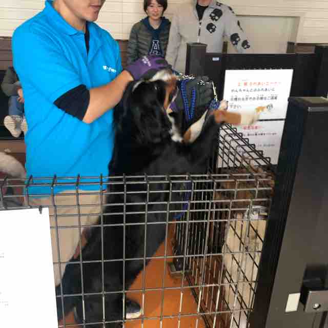 世界の名犬牧場 群馬県 それでもロクロは回ってる