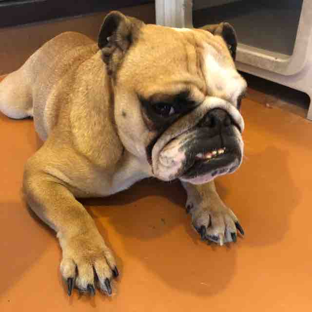 世界の名犬牧場 群馬県 それでもロクロは回ってる